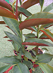 Alpinia caerulea red form